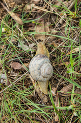 Snail Helix albescens in the nature.