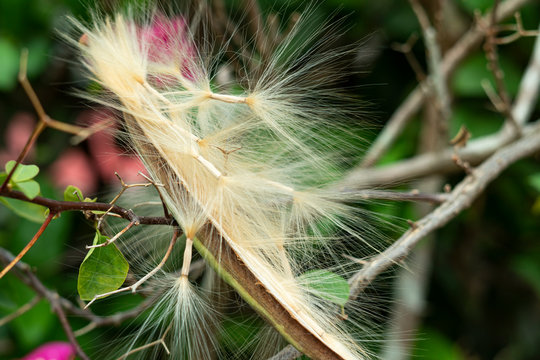 Mandevilla boliviensis seed. Mandevilla boliviensis is a species of flowering plant in the dogbane family Apocynaceae