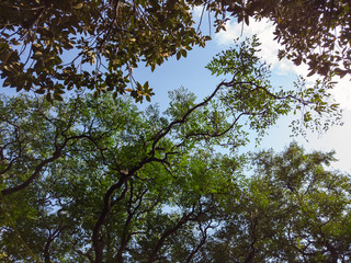 Green leaves and tree branch with blue sky.