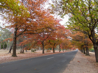 Obraz premium Orange and green autumn foliage trees on the side road.