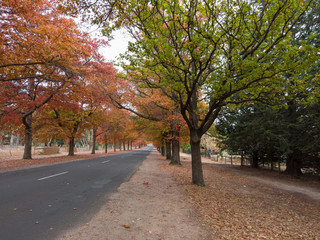 Fototapeta na wymiar Orange and green autumn foliage trees on the side road.