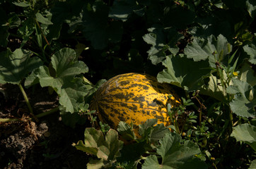 Summer fruit. Juicy and sweet melon. Natural and organic