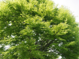 Farnblättrige Rotbuche. Schöner Zierbaum mit Sommergrüne Blatter - Fagus sylvatica 'Asplenifolia'