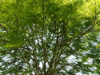 Farnblättrige Rotbuche. Schöner Zierbaum mit Sommergrüne Blatter - Fagus sylvatica 'Asplenifolia'