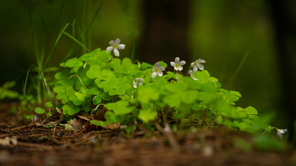 Blüten im Wald