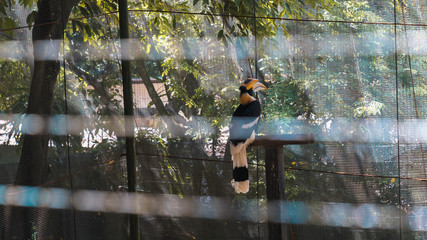 great hornbill bird in zoo © CHAO