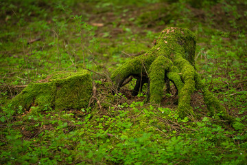 Moosbewachsener Baumstumpf