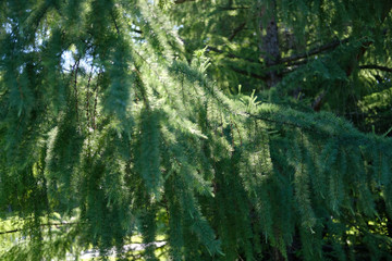  Larch branch in sunny summer day background