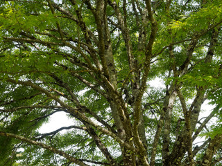 Fototapeta premium Farnblättrige Rotbuche. Schöner Zierbaum mit Sommergrüne Blatter - Fagus sylvatica 'Asplenifolia'