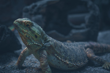 iguana on rock