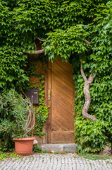 Fototapeta na wymiar Brown wooden door surounded by climbing plants