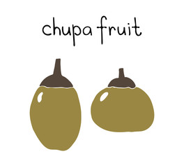 Drawing of a rare fruit growing in South America - chupa, matiziya.