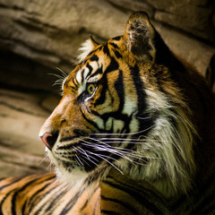Portrait of sad tiger in zoo