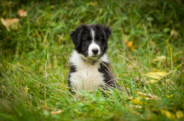 Portrait of cute black and white Border Collie puppy in fallen leaves