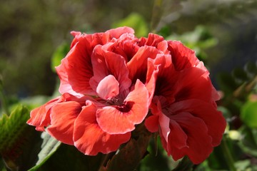 red,pink and purple flowers of geranium plant