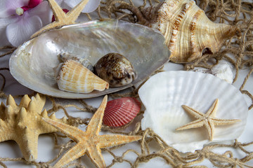 Muscheln auf Fischernetz - Dekoration