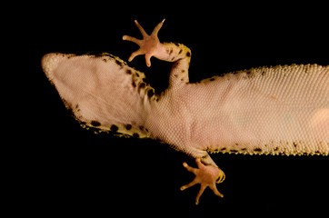Detail of leopard gecko (eublepharis macularius) head, paws and belly scanned from below
