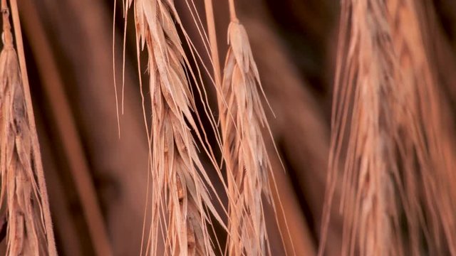 Wheat seeds, rye seeds in the flakes, drifting in the wind. Sheaf of wheat flakes, rye flackes close-up. Symbol of prosperity. Agriculture background. Bread production beginning. Organic weat, rye