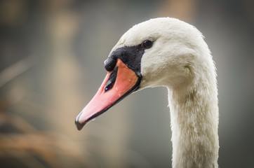 Detail of mute swan head