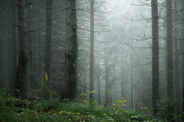 moody misty coniferous forest close up © smolskyevgeny