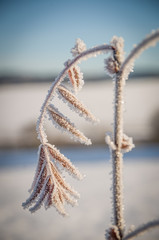 Detail of frozen flower in winter landscape