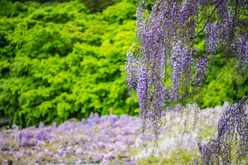 Obraz premium wisteria flowers, kawachi touen, fukuoka, japan