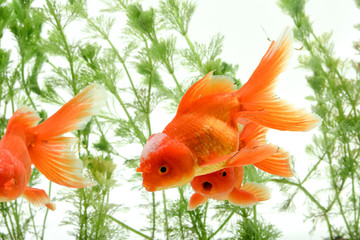 Goldfish carassius auratus background aquatic plants