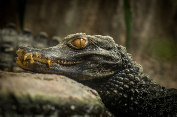 Detail of caiman head, eyes and teeth