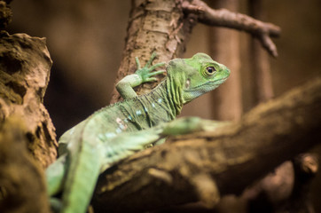 Young green iguana climbing on tree