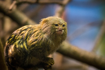 Portrait of pygmy marmoset in zoo
