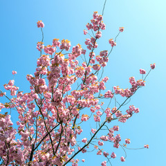 Prunus serrulata blossom with blue sky.