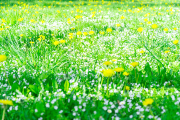 Green grass background in summer day