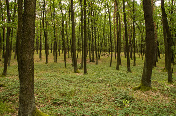 Panoramic view of czech forest