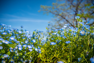 nemophilas on background of blue sky in fukuoka, Japan