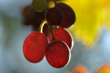 Coarse grained red grapes. It grows in Anatolian ties.