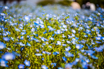 nemophilas on background of blue sky in fukuoka, Japan