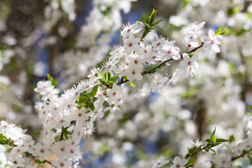 Beautiful spring flowering trees. Close-up. Selective focus. Bokeh. Floral background.