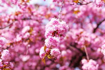 Beautiful spring flowering trees. Close-up. Selective focus. Bokeh. Floral background.