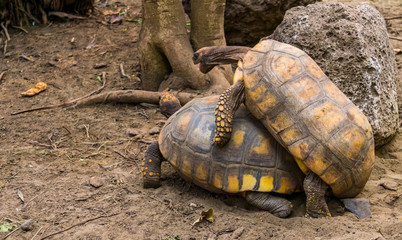 male and female yellow footed tortoise mating together, sexual reptile behavior, Vulnerable animal...
