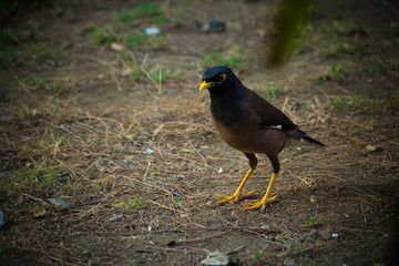 Close up of Common myna Walking on the ground