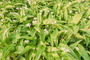 Flowering Ramsons or wild garlic plants.