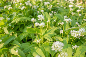 Flowering Ramsons or wild garlic plants.