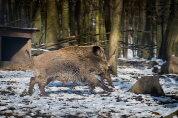 Cute small piglets in nature