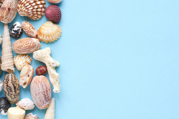 Summer vacation composition idea, seashells on blue background