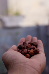 Close Up of Red dried jujube in hand also known as Chinese date, ber, Chinee apple, jujube, Indian...