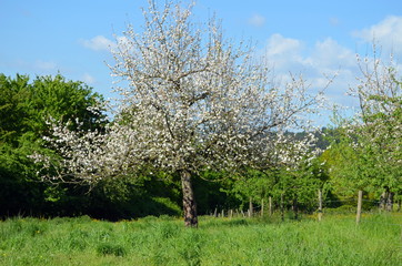 Obstbaum auf einer Wiese