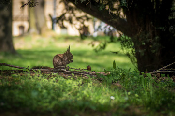 Small squirrel in city park