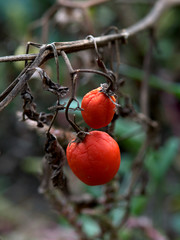 Natural, organic, tomato. Produced without the use of drugs and fertilizers.