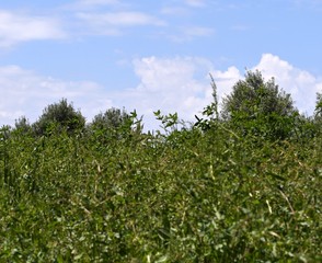 prairie