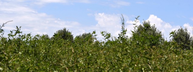 prairie